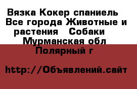 Вязка Кокер спаниель - Все города Животные и растения » Собаки   . Мурманская обл.,Полярный г.